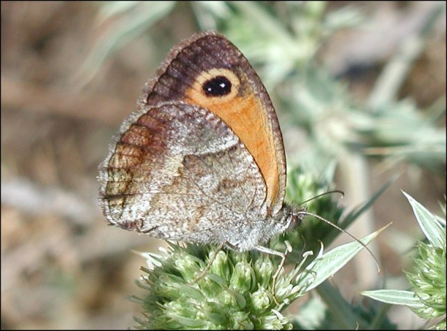 Pyronia cecilia