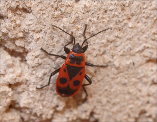 Pyrrhocoris apterus 1