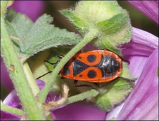 Pyrrhocoris apterus 10