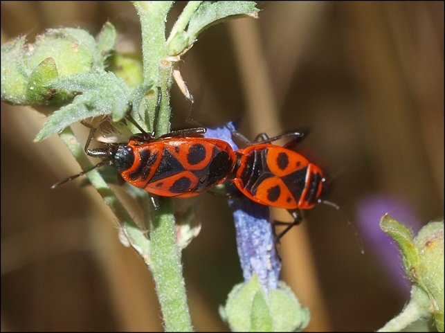Pyrrhocoris apterus 11
