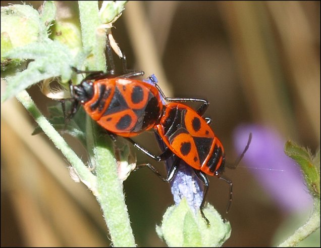 Pyrrhocoris apterus 12