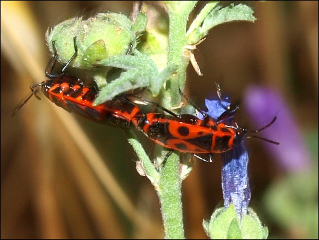 Pyrrhocoris apterus 13