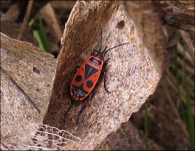 Pyrrhocoris apterus 14