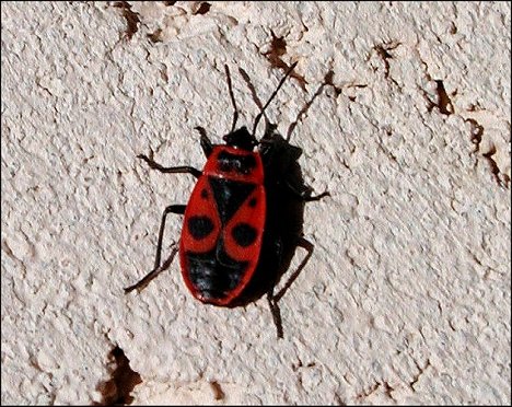 Pyrrhocoris apterus 2