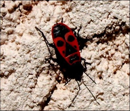 Pyrrhocoris apterus 3