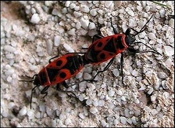 Pyrrhocoris apterus 4
