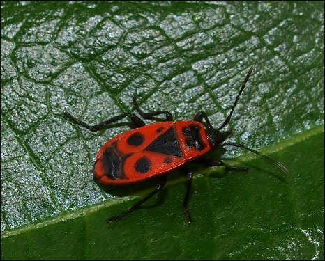 Pyrrhocoris apterus 5