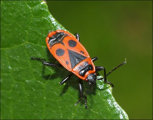 Pyrrhocoris apterus 6
