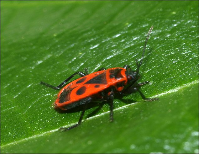 Pyrrhocoris apterus 7