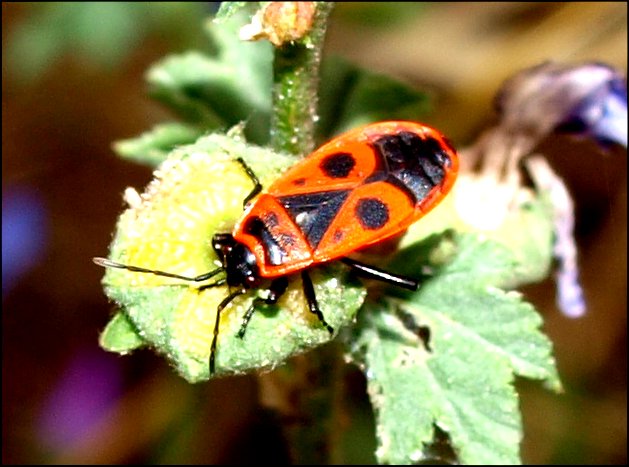 Pyrrhocoris apterus 9