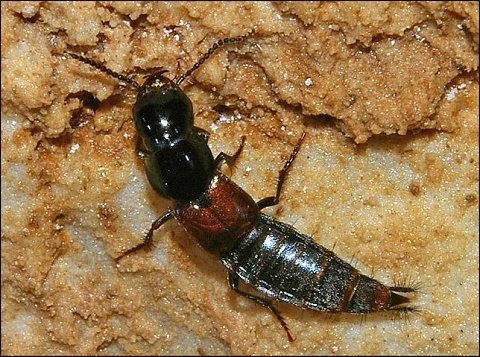 Quedius fulgidus 1