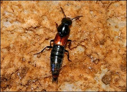 Quedius fulgidus 2