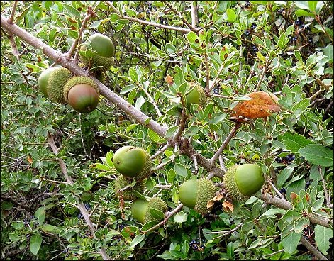 Quercus coccifera a