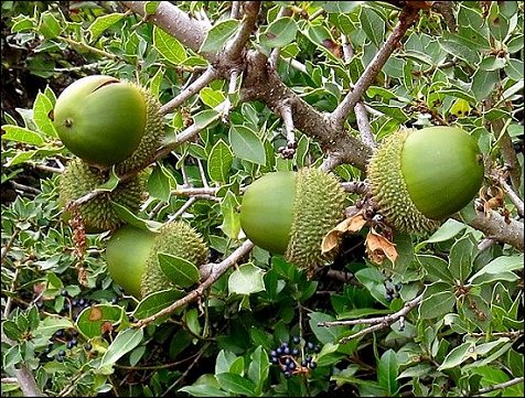 Quercus coccifera b