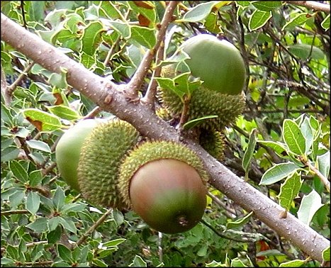 Quercus coccifera c