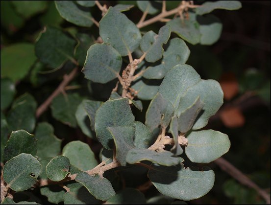 Quercus ilex 10