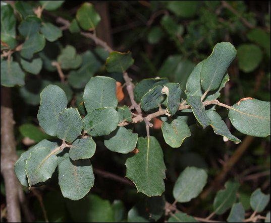 Quercus ilex 11