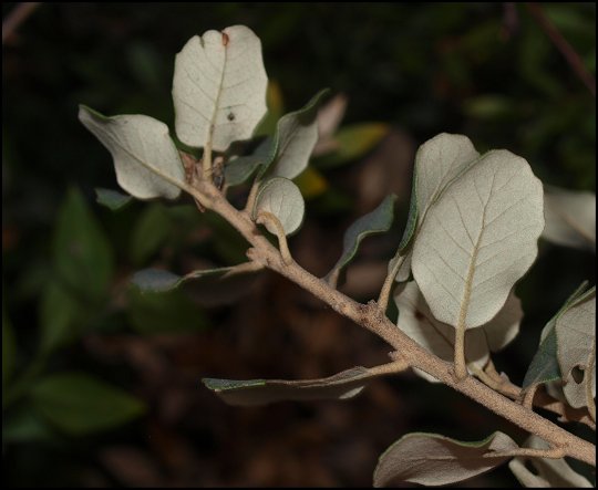 Quercus ilex 12
