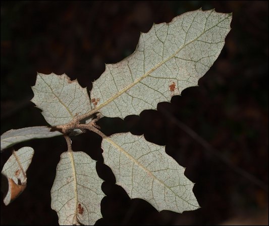 Quercus ilex 14