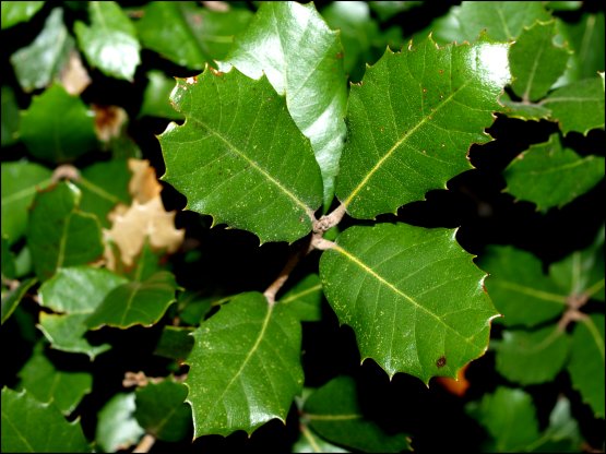 Quercus ilex 15