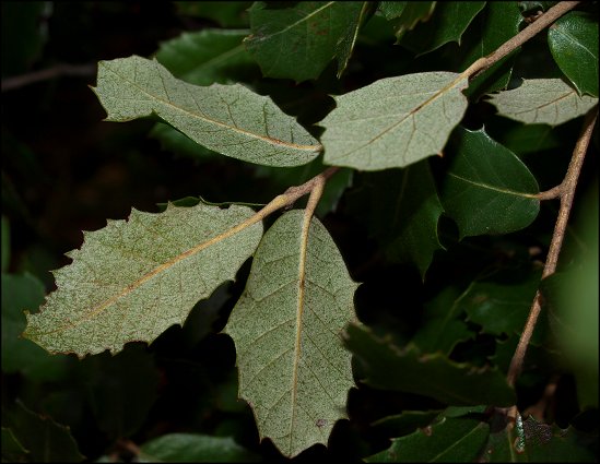 Quercus ilex 16