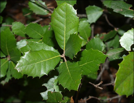 Quercus ilex 17