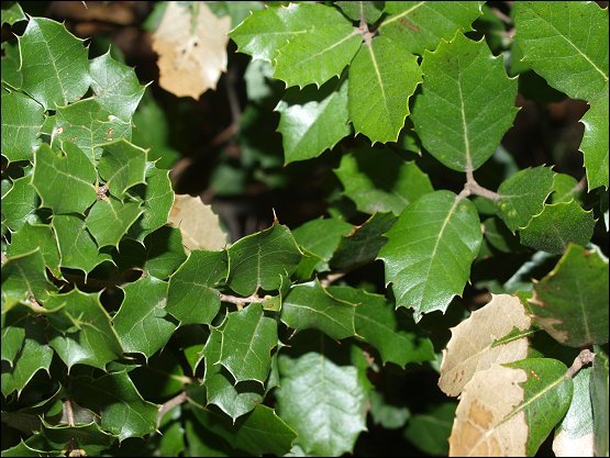 Quercus ilex 19
