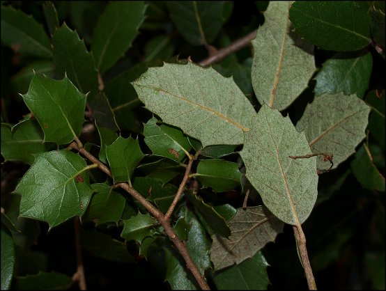 Quercus ilex 20