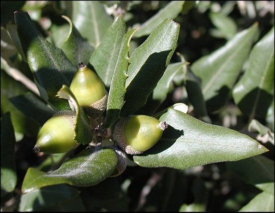 Quercus ilex 21