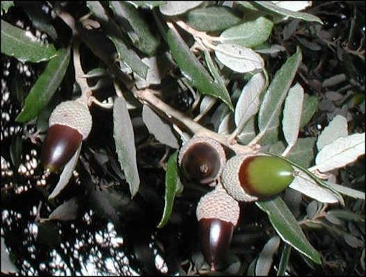 Quercus ilex 23