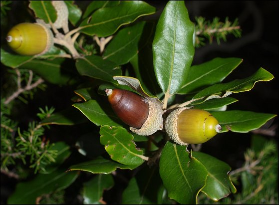 Quercus ilex 26
