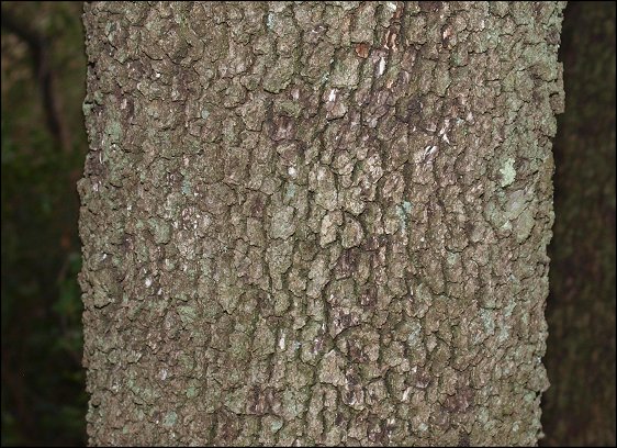 Quercus ilex 3