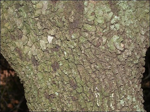 Quercus ilex 4
