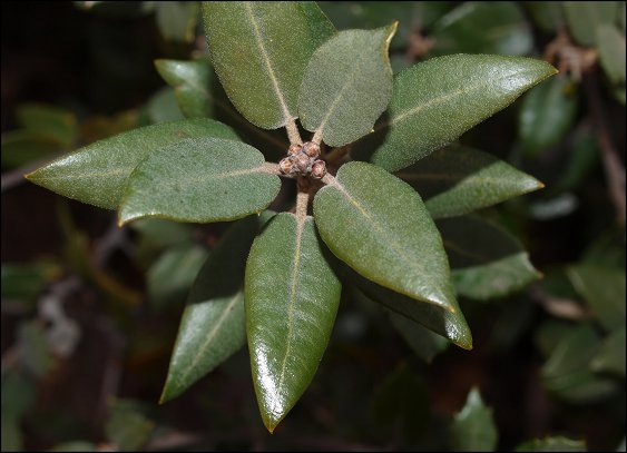 Quercus ilex 5