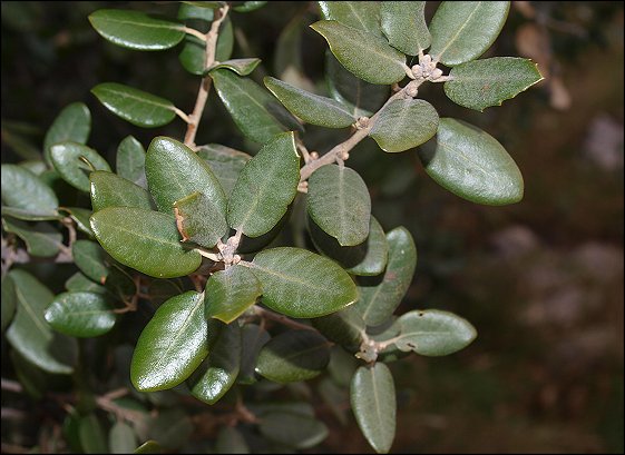 Quercus ilex 7