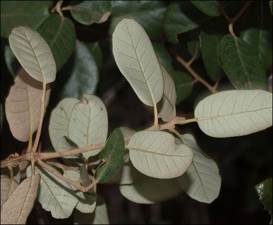 Quercus ilex