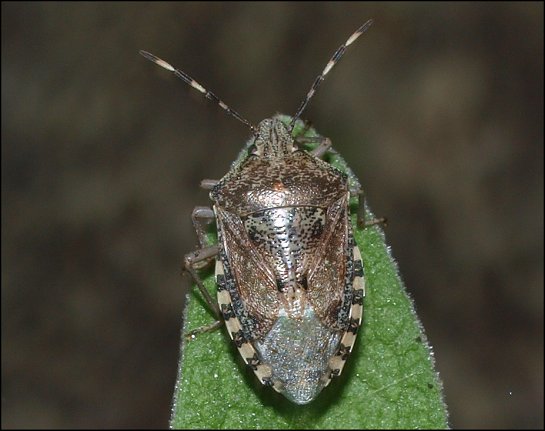 Rhaphigaster nebulosa 1