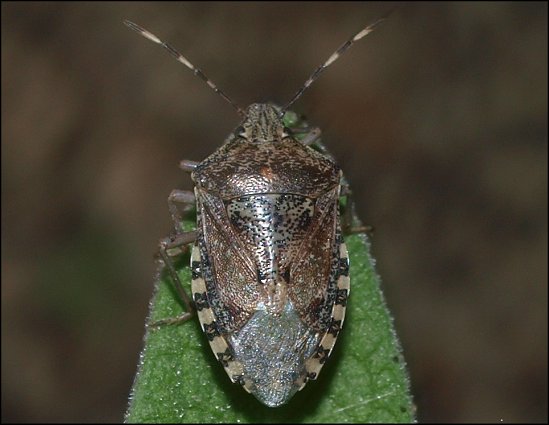 Rhaphigaster nebulosa 2