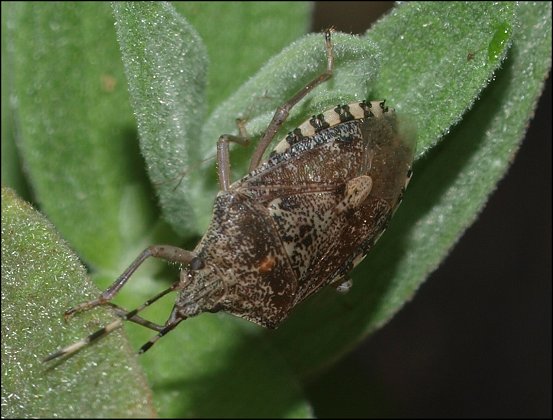 Rhaphigaster nebulosa 3