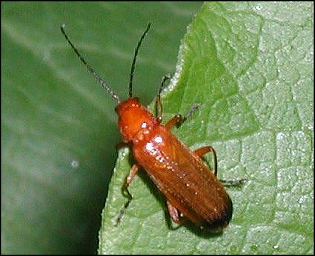 Rhagonycha fulva 1