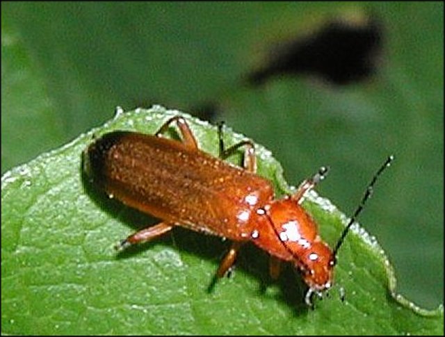 Rhagonycha fulva 2