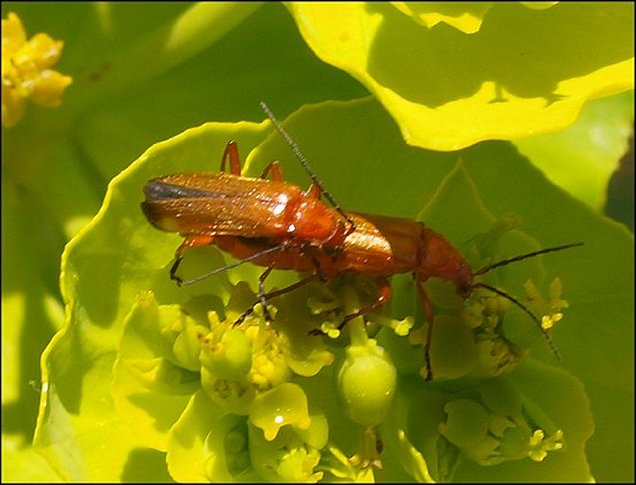 Rhagonycha fulva 3
