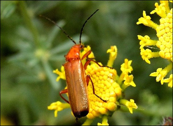 Rhagonycha fulva 4