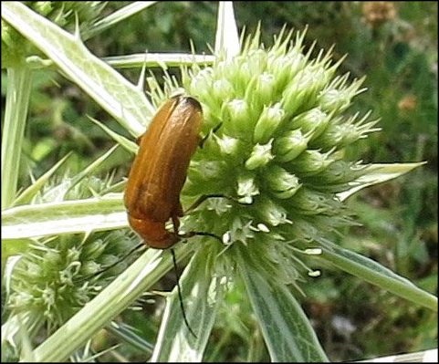 Rhagonycha fulva 6