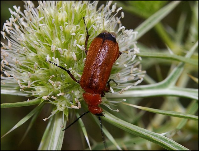 Rhagonycha fulva 7