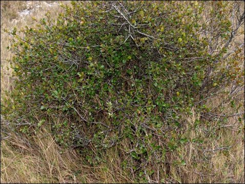 Rhamnus alaternus 1