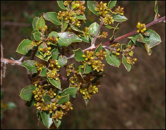 Rhamnus alaternus 13