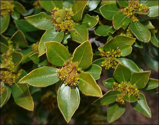 Rhamnus alaternus 14