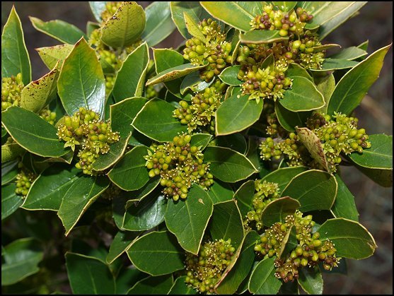 Rhamnus alaternus 15