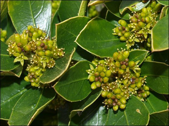 Rhamnus alaternus 16